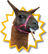 Lama Horst Leipziger Zoo